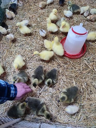 Куплю с/х животных: Продаю гусят 10 дневные. Шустрые бодрые есть в наличии — 2