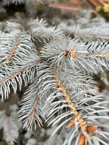 декоративный голубой ель: Голубая ель срочно — 4