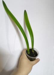 стабилизированные цветы бишкек: РАСПРОДАЖА по 100сом🔥🔥🔥🔥 💰💰📌📌 алоказия полли традесканция ладьевидная — 2