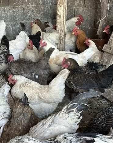 куры простые: Продаю | Куры, Петух | Домашняя | На забой, Для разведения, Несушки — 5