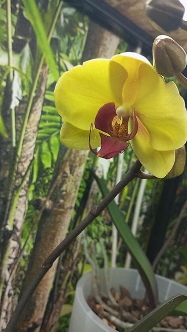 Лимоны: Орхидеи фаленопсис желтый. Без горшка и без грунта.В наличии 3шт. - — 3
