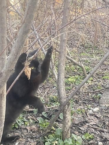 Грызуны: 6 месяцев, Мальчик, Черный — 3