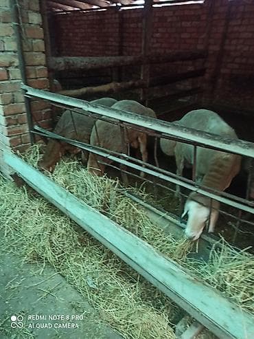 седло спортивные: Продаю | Овца (самка) | На забой | Матка — 3