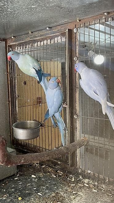 баа: Александрийские ожереловые попугаи (Psittacula eupatria) Имеются — 5