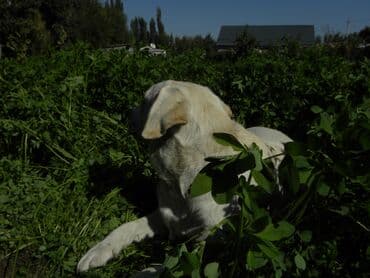 сколько стоит собака золотистый ретривер: Лабрадор-ретривер, 6 месяцев, Самец, С прививкой — 3