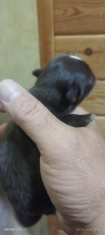 чихуахуа щенки: Продаётся щенок порода чихуахуа. Родители с родословной — 1