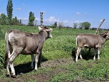 вака купить: Продаю | Бык (самец) | Швицкая | На откорм | Привязанные — 5