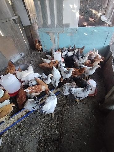 продать животных: Продаю | Куры | Несушки — 4
