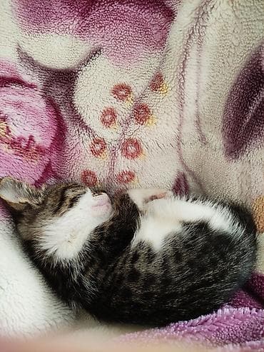 ищу котика: Ищу надёжную семью для бездомного котика. Она очень спокойная — 1