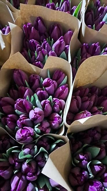 овес сулу: Продаю луковицы тюльпан, сорта голландские после выгонки — 9