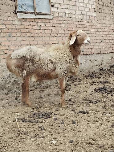 Продаю | Баран (самец) | Арашан | Для разведения | Осеменитель