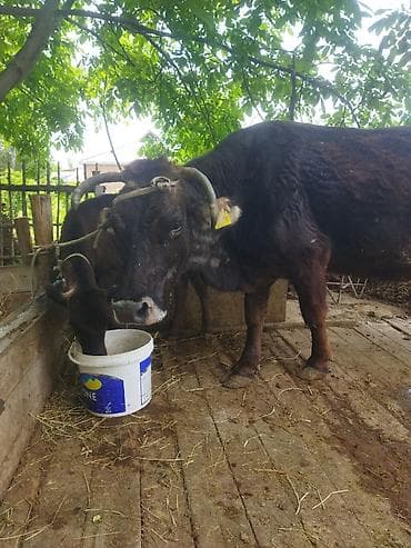 продажа собак в бишкеке: Продаю | Корова (самка) | Полукровка | Для молока | Привязанные — 4