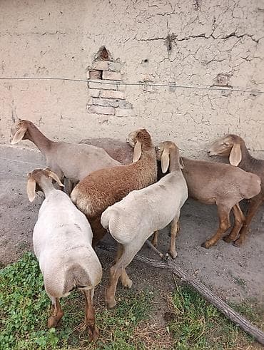 сабака як: Продаю | Овца (самка) | Арашан | Матка — 3