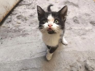 животные кошки: Кошка даром: Беспородная, 2 месяца, Мальчик — 1