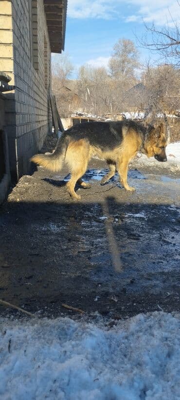 Продажа собак: Немецкая овчарка, 3 месяца, Самка, С прививкой — 9