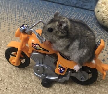 купить щенка недорого: Продаю хомяков джунгарских, остались последние две штуки, мальчик и — 8