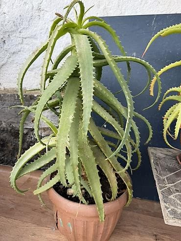 Үй жана бакча: Алоэ (суккулент) в горшке - Крупное комнатное алоэ с декоративными — 1