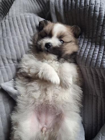 кане корсо собака цена: Помиранский шпиц •Девочка •Родилась 14 .03.2026 •Окрас : пати-колор — 4