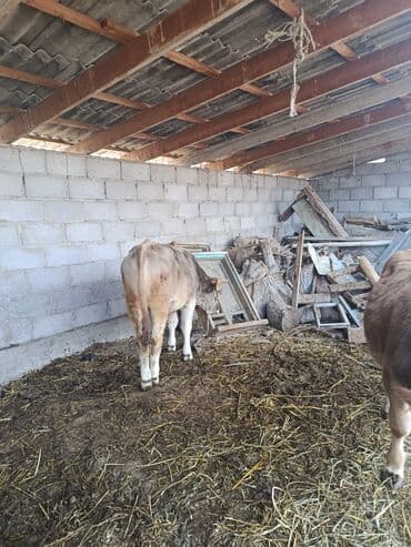 продаю в связи с переездом: Башка товарлар — 3