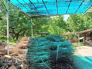 пампасная трава: Дрова Фруктовая древесина, Платная доставка — 1