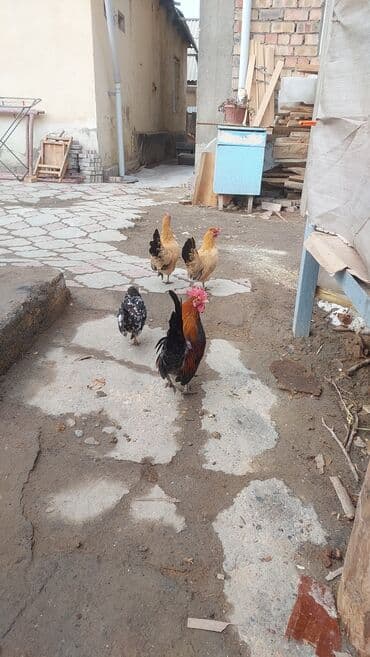 оборудование для корма: Продаю | Куры | Для разведения — 3