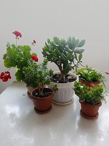 леди баг и супер кот: Комнатные растения в горшках. - Сансевиерия (щучий хвост) — — 7