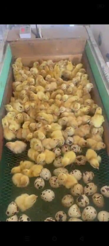 заводской инкубатор: Продаю | Цыплята | Для разведения — 1