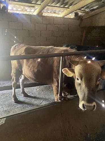 уй музо: Продаю | Бык (самец) | Ангус, Алатауская | На откорм | Племенные, Привязанные — 3