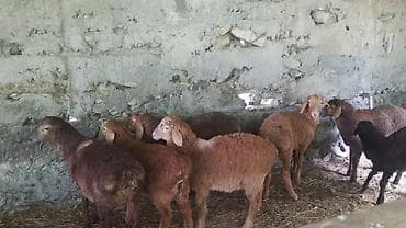 кукуруза местная: Продаю | Ягненок — 7