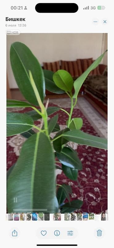 Фикусы: Фикус эластика (Ficus elastica, каучуконосный) в горшке. - Высокое — 2