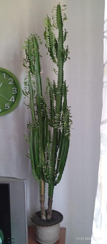 Үй жана бакча: Комнатные суккуленты в горшках 1) Молочай тригона (Euphorbia — 1