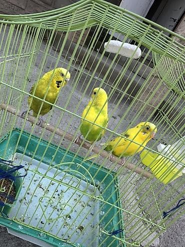 волнистый попугай чех: Волнистые попугаи с клеткой - Количество птиц: 3 волнистых — 2