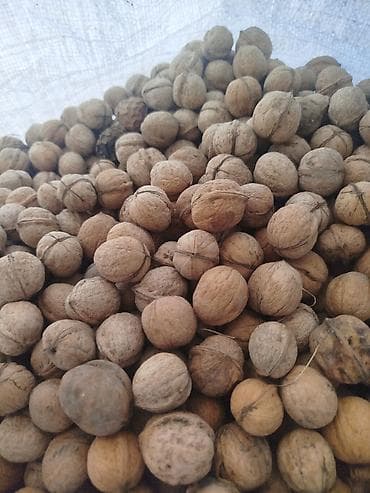 Продукты питания: Продаю орехи грецкие — 2