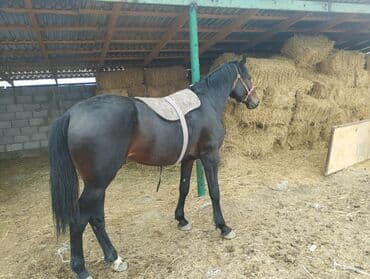 купить восточно европейскую овчарку: Продаю | Жеребец | Полукровка | Для разведения — 2