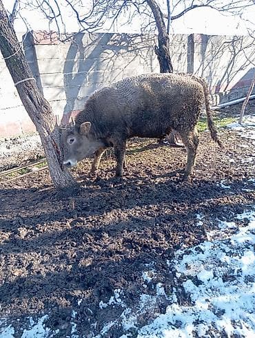 живой вес: Продаю | Бык (самец) | Полукровка | На откорм | Привязанные — 1