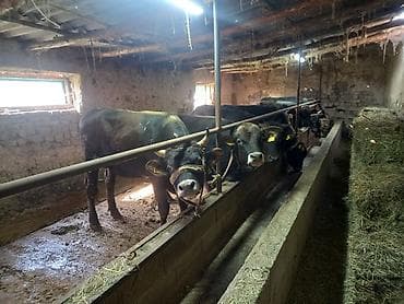 откорм база: Продаю | Бык (самец) | На откорм | Привязанные — 3