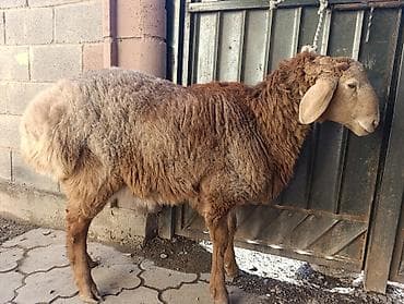 ушные бирки: Продаю | Баран (самец) | Арашан | Для разведения | Осеменитель — 6