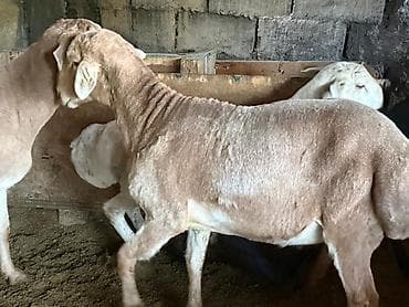бычок бычки: Продаю | Овца (самка) | Арашан | Для разведения | Матка — 3