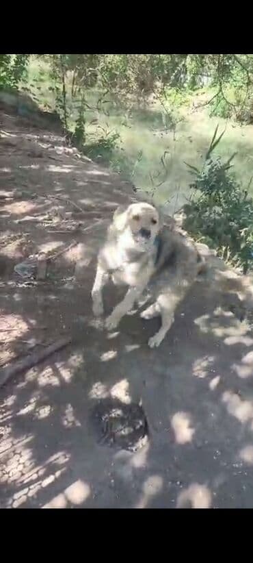 отдам собаку в добрые руки: Собака даром: 7 месяцев, Самец — 17