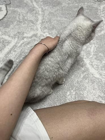 Үй жаныбарлары: Британ кыска жүндүү, 5 жаштан жогору, Ургаачы, Күмүш өңдүү шиншилла, Документтери менен, Эмделген — 6