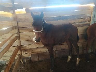 Продаю | Жеребенок | Для разведения | Племенные