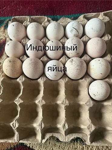 Услуги ветеринара: Продаю | Инкубационные яйца — 1