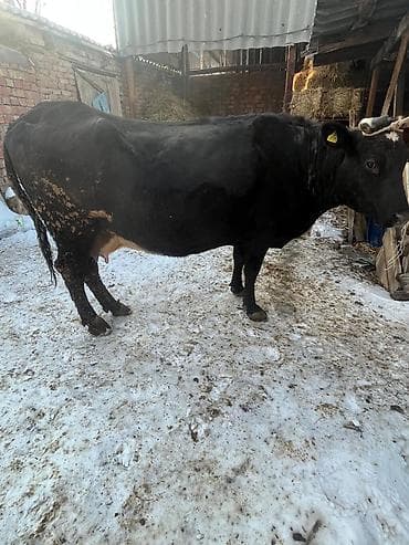 дойыный карова: Продаю | Корова (самка) | Для молока | Стельные — 3