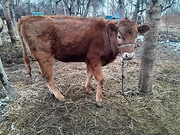 мёд белый: Продаю | Музоо, торпок | Алатауская | На откорм, Для разведения — 2