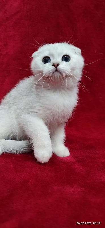 сколько стоит котята: Скотиш Фолд (Шотландская вислоухая), 2 месяца, Мальчик, Серебристая шиншилла — 7