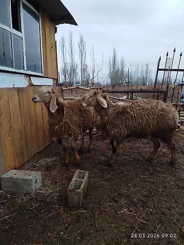 кара кон: Продаю | Овца (самка) | Романовская | Для разведения | Матка — 3