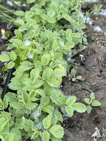 грунт для комнатных растений: Саженцы шиповники — 1