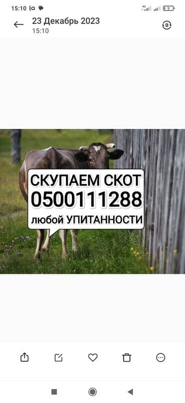 тюк пресс: Куплю | Коровы, быки, Лошади, кони, Другие с/х животные | Круглосуточно, Любое состояние, Забитый — 1