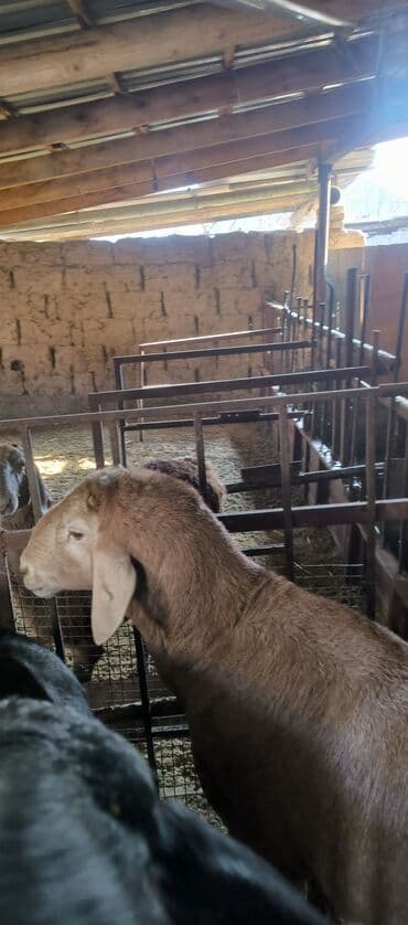 коровы молочной породы купить: Продаю | Баран (самец) | Арашан | Для разведения | Племенные — 4