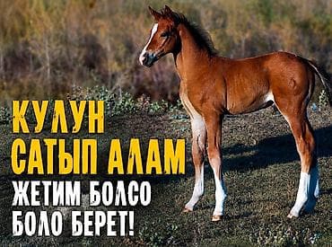 мопс даром: Частное лицо : Лошади, кони, | Любое состояние — 1
